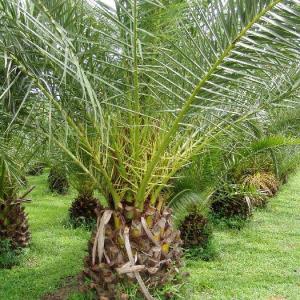 Pruning Palm Plants: Tips On Cutting Back A Palm Tree