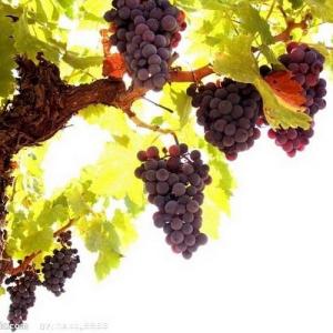 How to Grow Grapes at Home