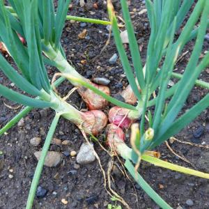 Elephant Garlic Care: How To Grow Elephant Garlic Plants