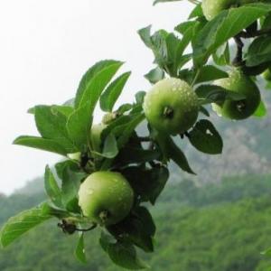 青苹果的养殖方法和注意事项