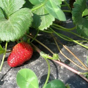 What to Do With Strawberry Plants at the End of the Summer?