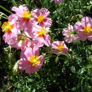 18 Best Flowering Ground Cover Plants