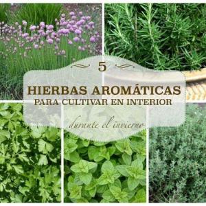 5 hierbas aromáticas para cultivar en interior