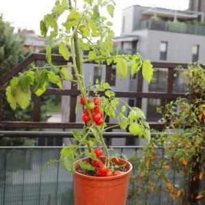 13 tips básicos para cultivar los mejores tomates en maceta