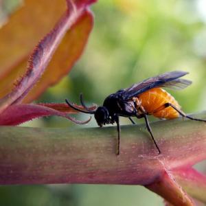 Sawfly