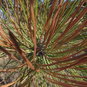 Brown Spot Needle Blight of Pines