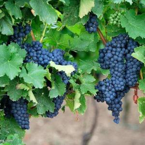 When Is a Good Time to Prune Grape Vines?