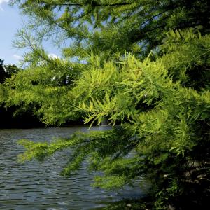 Bald Cypress Growing – Planting A Bald Cypress Tree