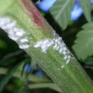 How to Kill White Fuzzy Mold on Seedlings
