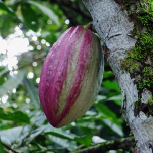 Cocoa Tree Seeds: Tips On Growing Cacao Trees