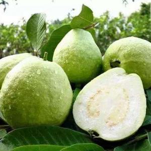 Growing Guava in Pots | Guava Tree Care and Information