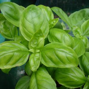Growing Ginger Mint: Care Of Ginger Mint Plants