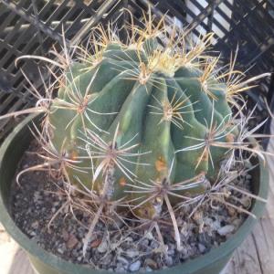 Exploring the History of the California Barrel Cactus