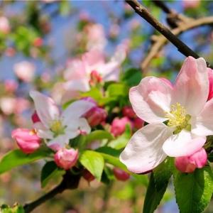 苹果花前花后都会发生哪些病虫害，又该如何防治呢？
