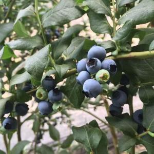 How to Grow Blueberries in Central Florida