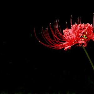 中国最具凄美传说故事的植物--彼岸花