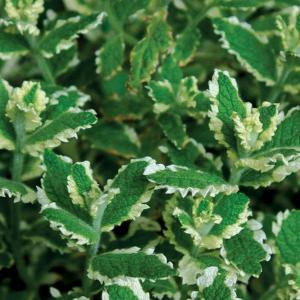 What Is Pineapple Mint: How To Care For Pineapple Mint Plants