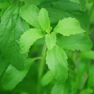 Cómo cultivar la stevia y preparar su extracto endulzante