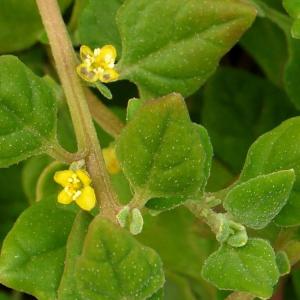 Tetragonia tetragonioides – New Zealand Spinach