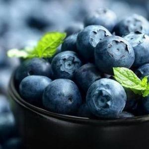 How to Grow Blueberries by Starting Them From Seed