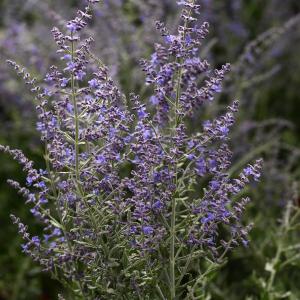 Perovskia atriplicifolia