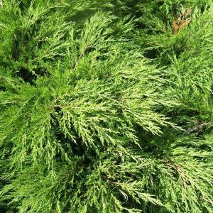 Cypress Tree Trimming: Information About Cutting Back Cypress Trees