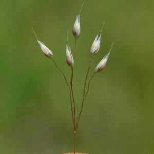 Aira elegans