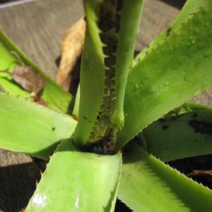 Managing Root Rot In Agave – How To Treat Agave Root Rot