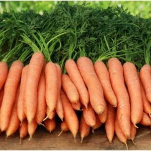Cómo cultivar la zanahoria que has comprado
