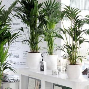 Grow Tropical Indoor Plants