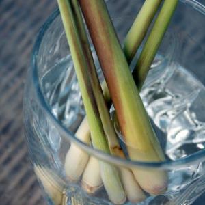 When To Water Lemongrass – What Are Lemongrass Water Requirements