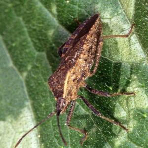 Control of the Squash Bug and Other [Ugly] Home and Garden Pests