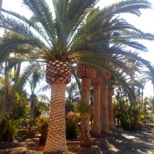Canary Palm Tree Growing: Care Of Canary Island Palm Trees