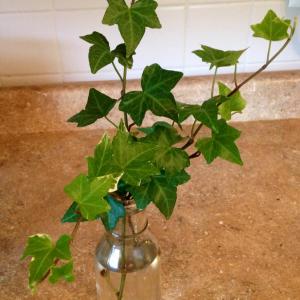 Ivy Plant Propagation: Best Way To Root An Ivy Cutting