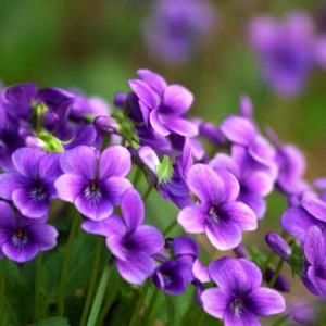 紫花地丁怎么种(移栽和播种)