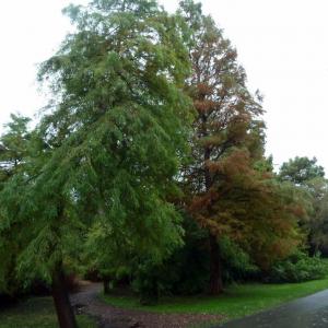 Types Of Cypress Trees: Tips For Growing Cypress Trees