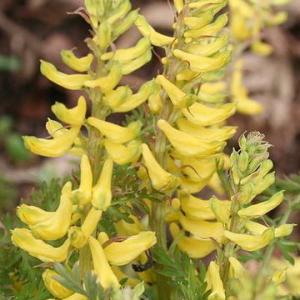 Corydalis crystallina
