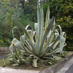 Agave Fungal Diseases – Tips On Treating Anthracnose On Agave Plants