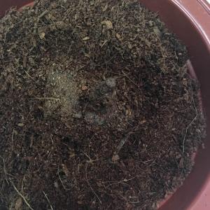 芍药根种下2周了还没发芽，要怎么补救?