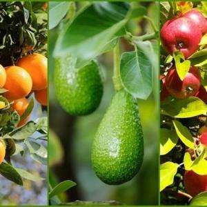 9 consejos para cosechar más fruta