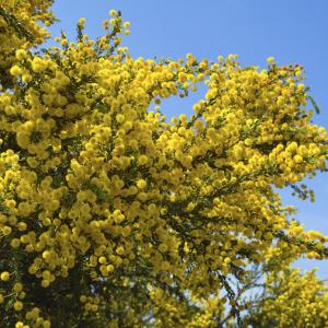 Acacia Tree Care: Information About Acacia Tree Types