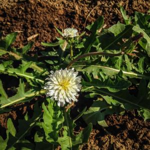 Taraxacum albidum – White Dandelion