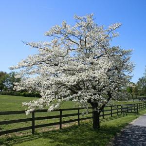 Tips For Caring For Dogwood Trees