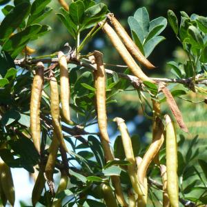 How To Grow A Pea Tree: Information About Caragana Pea Trees