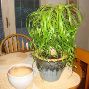 Pruning Ponytail Palms: Can You Trim Ponytail Palm Plants