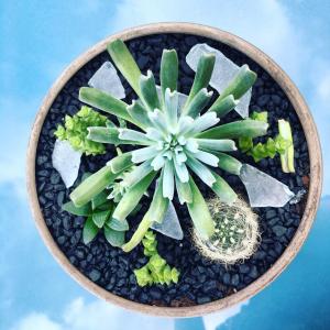 What I made in succulent class today.