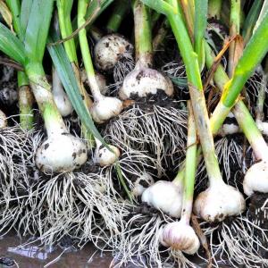 Storing Garlic: Tips On How To Store Garlic From The Garden