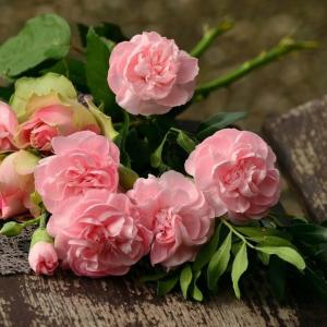 Choosing the Right Roses For Your Garden