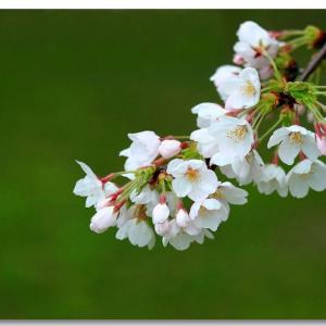 桜（サクラ）｜花言葉・由来・意味