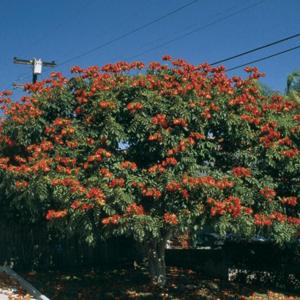 African Tulip Tree Information: How To Grow African Tulip Trees